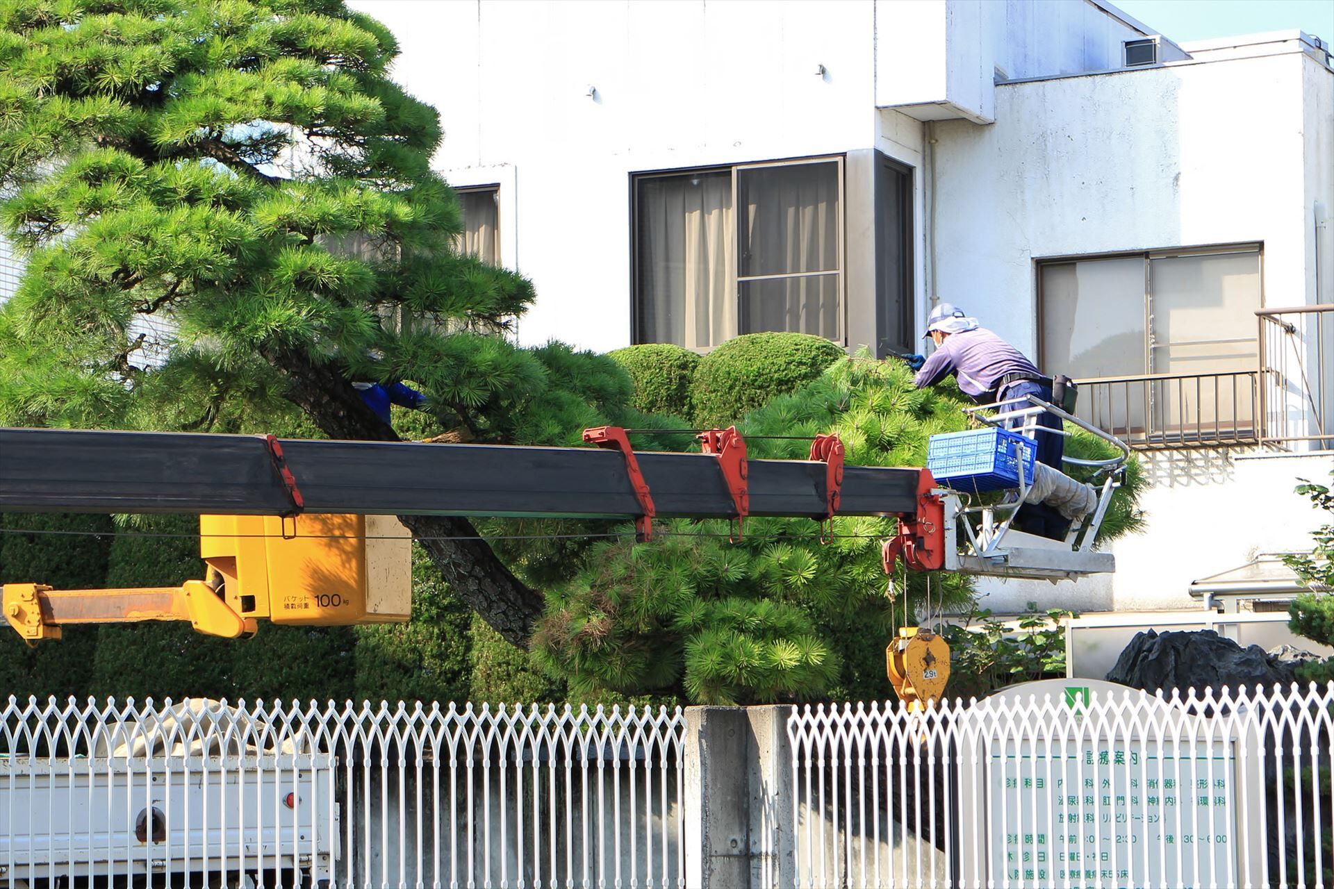 クレーンに乗りながら剪定作業を行うスタッフ